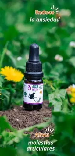 [2470] Cbd+ Omega Gato Uywavet 